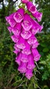 The common foxglove,ÃÂ Digitalis purpurea, is a common wild plant growing in woods and hedgerows